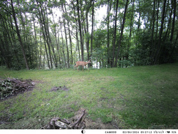 OUTLET Kamera  Leśna Fotopułapka  4K 4G LTE PODGLĄD na ŻYWO Aplikacja HC-950Pro AKU 