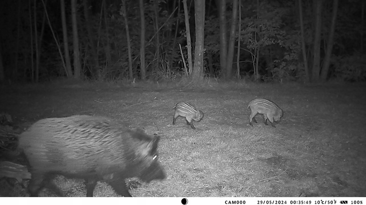Fotopułapka HC-950Pro do dyskretnego monitoringu posesji nocą z podglądem na żywo