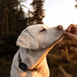 Lokalizator GPS 4G dla PSA KOTA MK059