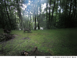 OUTLET Kamera  Leśna Fotopułapka  4K 4G LTE PODGLĄD na ŻYWO Aplikacja HC-950Pro AKU 