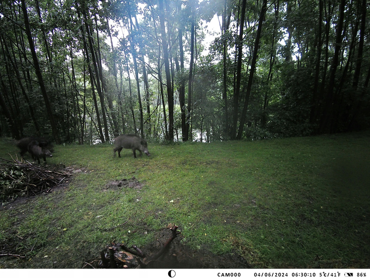 OUTLET Kamera  Leśna Fotopułapka  4K 4G LTE PODGLĄD na ŻYWO Aplikacja HC-950Pro AKU 